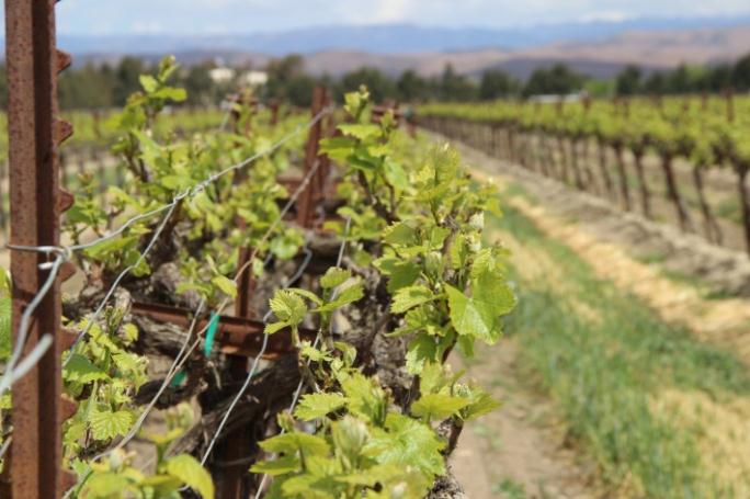 A close up view of a row of grapes growing on vines.